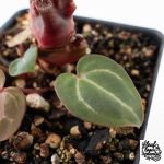 Anthurium Crystal Red '12' x Zara '14' by DocBlock® - With Offsets (wk28-K) - Image 9
