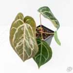 Anthurium DocBlock F2 x Carlablackiae by DocBlock® (wk25-UF) *Blister Variegated* - Image 2