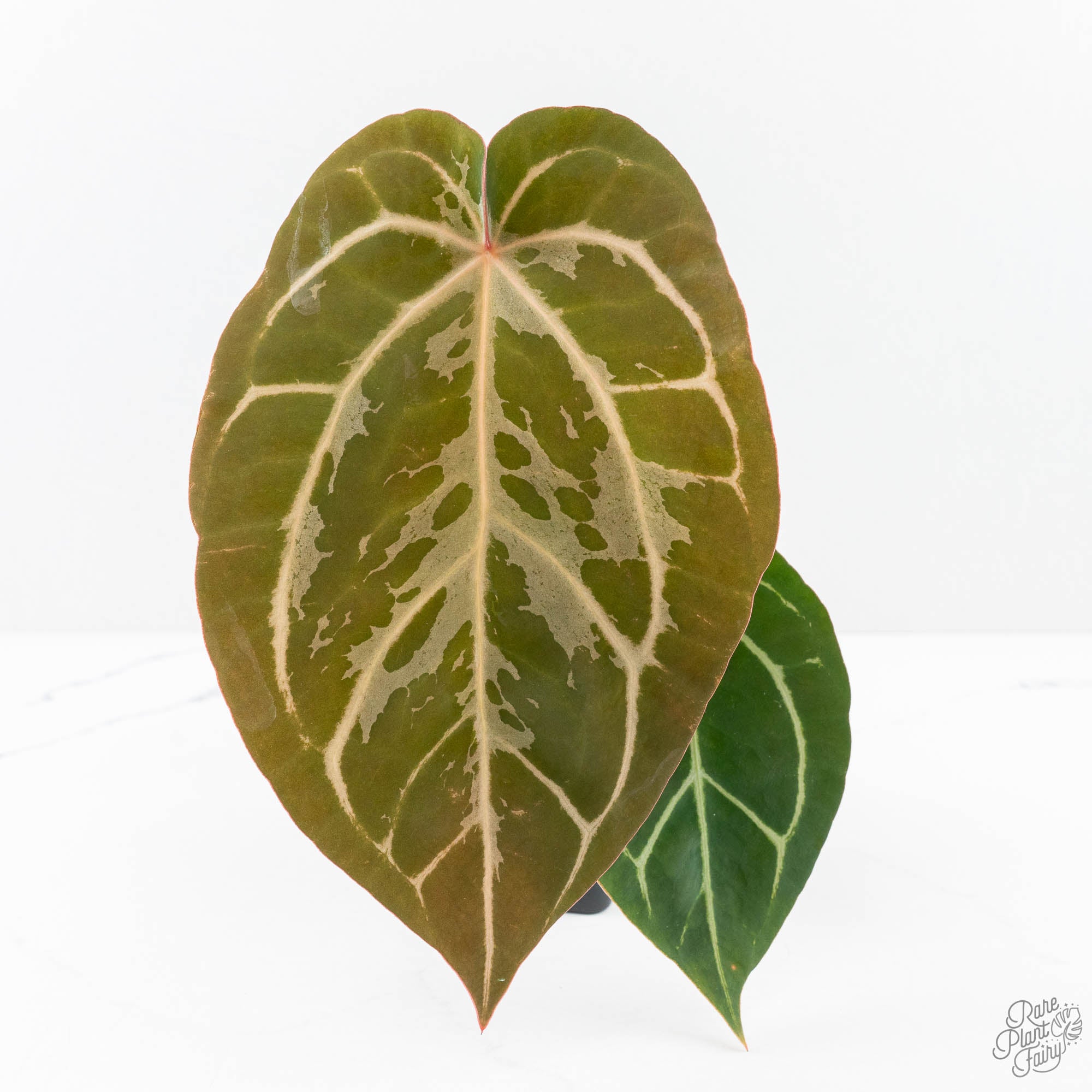 DocBlockF2XCarlablackiae-25UF-3-2.jpg Anthurium DocBlock F2 x Carlablackiae by DocBlock® (wk25-UF) *Blister Variegated* - Image 1