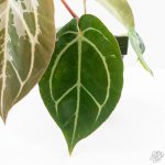 Anthurium DocBlock F2 x Carlablackiae by DocBlock® (wk25-UF) *Blister Variegated* - Image 4