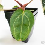 Anthurium DocBlock F2 x Carlablackiae by DocBlock® (wk25-UF) *Blister Variegated* - Image 5