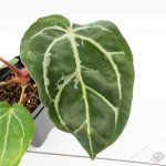 Anthurium DocBlock F2 x Carlablackiae by DocBlock® (wk25-UF) *Blister Variegated* - Image 6