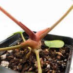 Anthurium DocBlock F2 x Carlablackiae by DocBlock® (wk25-UF) *Blister Variegated* - Image 7