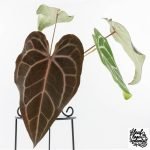 Anthurium Minerva '20' x Dark & Handsome '9' by DocBlock® 9 (wk28-L)