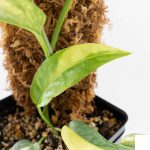Epipremnum Pinnatum 'Cebu Blue' Variegated (wk29-F) - Image 6