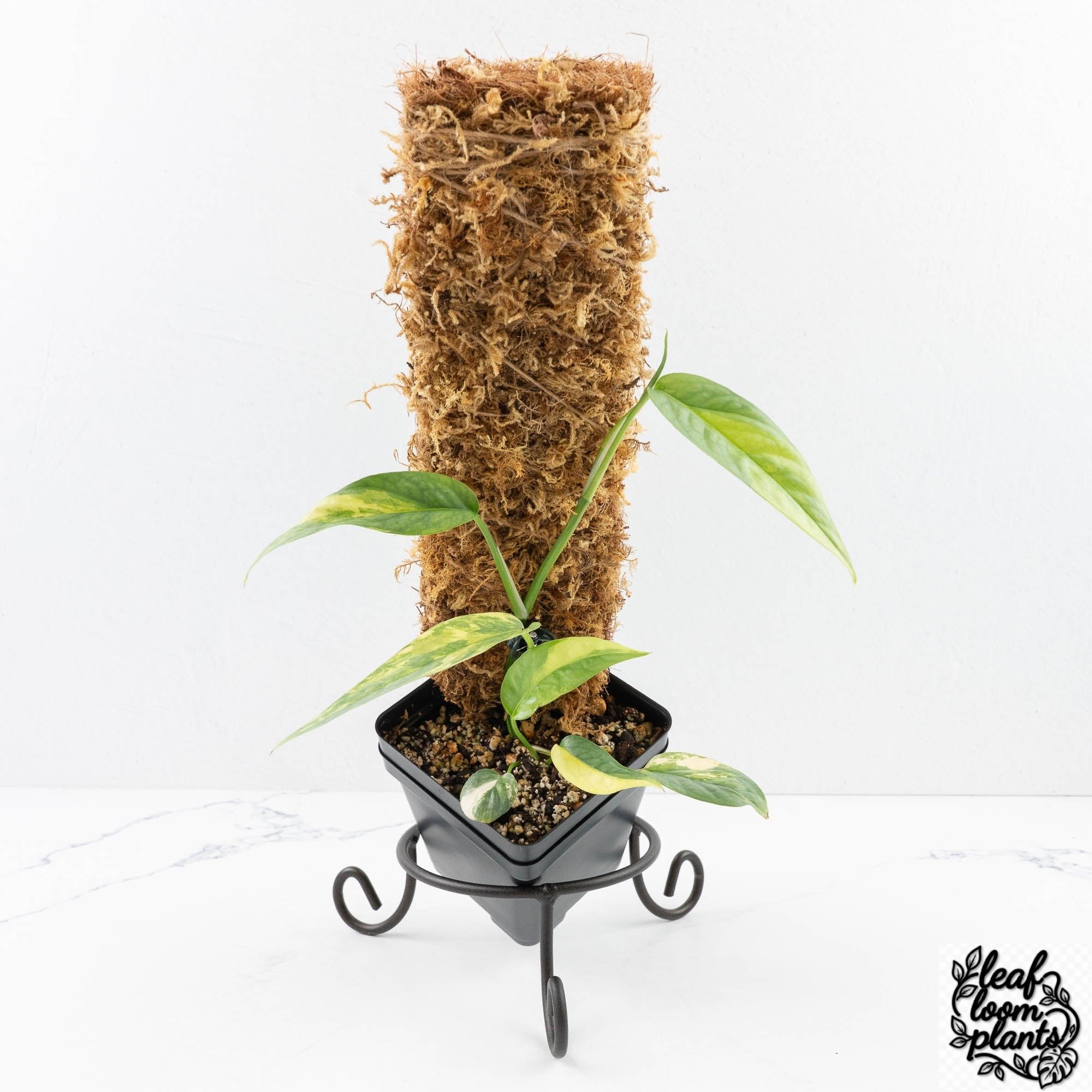 EpipremnumPinnatumCebuBlue-29F-3-2.jpg Clean Epipremnum Pinnatum 'Cebu Blue' Variegated (wk29-F) - Image 1