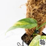 Epipremnum Pinnatum 'Cebu Blue' Variegated (wk29-F) - Image 4