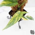Epipremnum Pinnatum 'Cebu Blue' Variegated (wk29-F) - Image 5