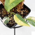 Epipremnum Pinnatum 'Cebu Blue' Variegated (wk29-F) - Image 7