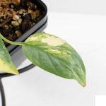 Epipremnum Pinnatum 'Cebu Blue' Variegated (wk29-F) - Image 8