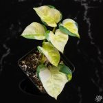 Epipremnum aureum 'Japanese Global' *Grower's Choice*