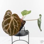 Anthurium DocBlock F2 x Carlablackiae by DocBlock® (wk29-G) *Blister Variegated* - Image 2