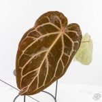 Anthurium DocBlock F2 x Carlablackiae by DocBlock® (wk29-G) *Blister Variegated*