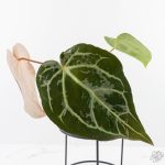 Anthurium DocBlock F2 x Carlablackiae by DocBlock® (wk29-G) *Blister Variegated* - Image 4