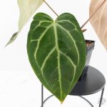 Anthurium DocBlock F2 x Carlablackiae by DocBlock® (wk29-G) *Blister Variegated* - Image 5