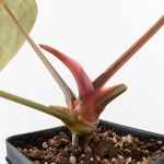 Anthurium DocBlock F2 x Carlablackiae by DocBlock® (wk29-G) *Blister Variegated* - Image 6