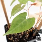 Fallopia Multiflora Pink Variegated (wk30-L) - Image 8