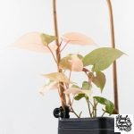 Fallopia Multiflora Pink Variegated (wk30-L) - Image 10