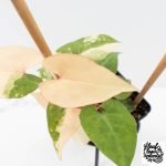 Fallopia Multiflora Pink Variegated (wk30-L) - Image 2