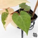Fallopia Multiflora Pink Variegated (wk30-L) - Image 4