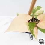 Fallopia Multiflora Pink Variegated (wk30-L) - Image 3