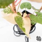Fallopia Multiflora Pink Variegated (wk30-L) - Image 5