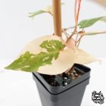 Fallopia Multiflora Pink Variegated (wk30-L) - Image 6