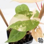 Fallopia Multiflora Pink Variegated (wk30-L) - Image 7
