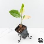 Ficus Elastica cv. 'Asahi' (wk30-UE)