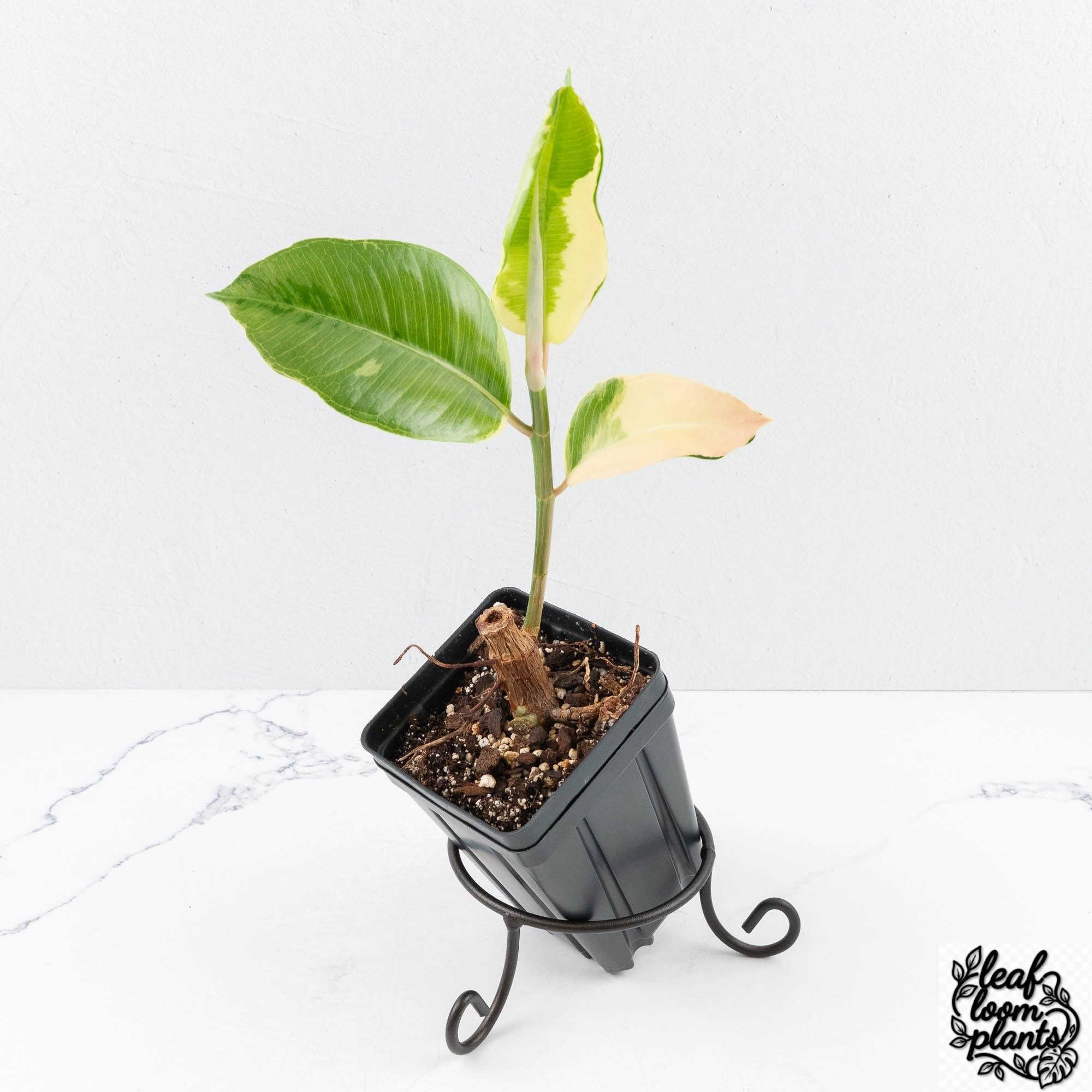 FicusElasticacvAsahi-30UE-3-2.jpg Clean Ficus Elastica cv. 'Asahi' (wk30-UE) - Image 1