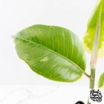 Ficus Elastica cv. 'Asahi' (wk30-UE) - Image 3