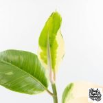 Ficus Elastica cv. 'Asahi' (wk30-UE) - Image 4