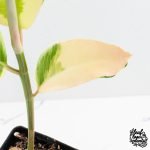 Ficus Elastica cv. 'Asahi' (wk30-UE) - Image 5