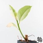 Ficus Elastica cv. 'Asahi' (wk30-UE) - Image 6