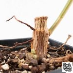 Ficus Elastica cv. 'Asahi' (wk30-UE) - Image 7
