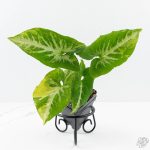 Syngonium 'Scrambled Eggs' *Grower's Choice* - Image 2