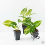 Syngonium 'Scrambled Eggs' *Grower's Choice* - Image 4
