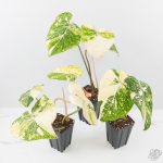 Philodendron gloriosum variegated *Type 2* *Grower's Choice* - Image 3