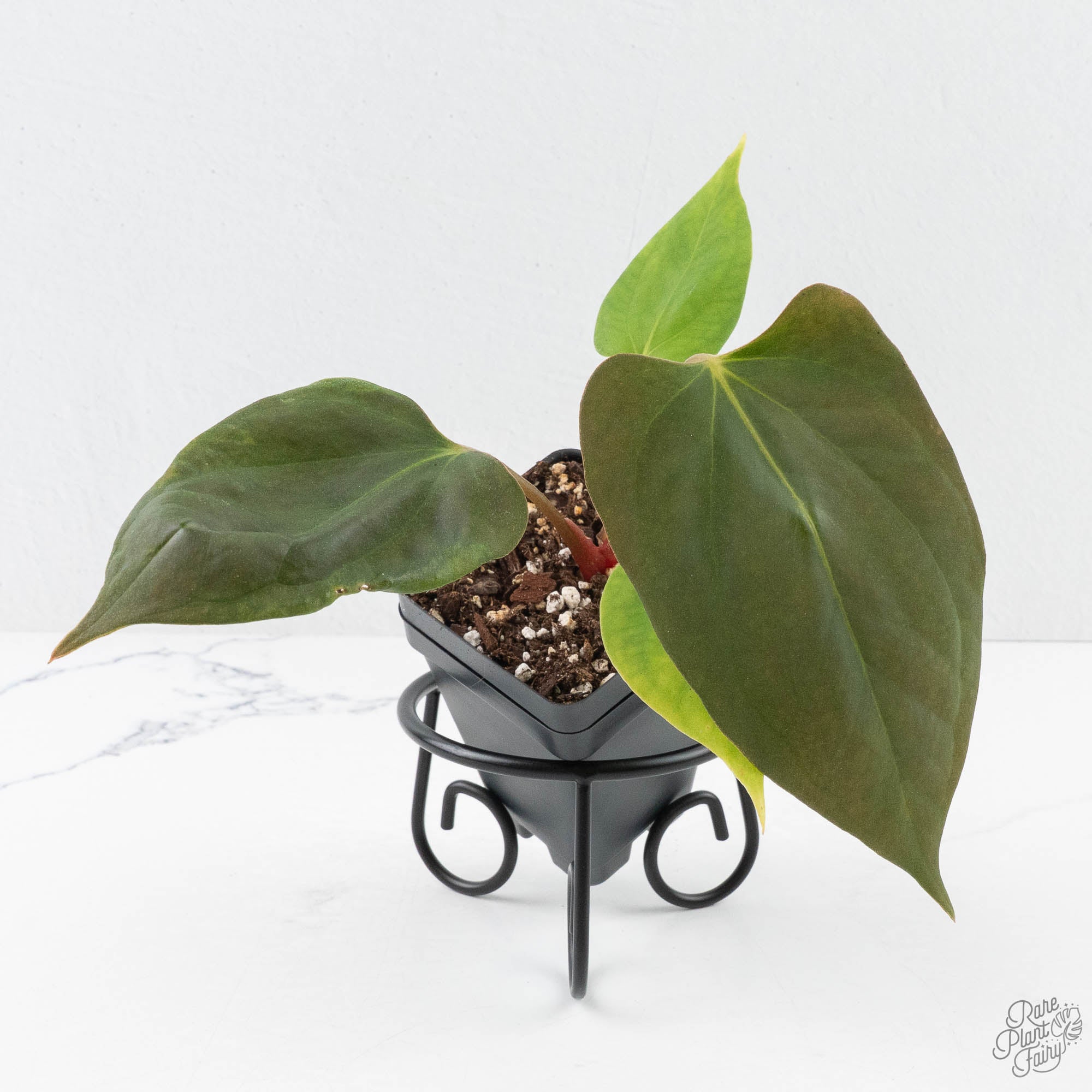 Grower_sChoice-AnthuriumPortillae-2-2.jpg Anthurium Portillae ‘NSE Dewey Fisk’ *Grower's Choice* - Image 1
