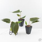 Anthurium Portillae ‘NSE Dewey Fisk’ *Grower's Choice* - Image 3