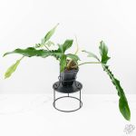 Philodendron 'Belle Isle' *Grower's choice* - Image 3