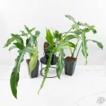 Philodendron 'Belle Isle' *Grower's choice*