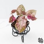 Cissus discolor variegated