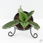 Sansevieria kirkii cv. ‘Cleopatra’ *Grower's Choice*