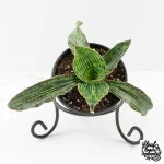 Sansevieria kirkii cv. ‘Cleopatra’ *Grower's Choice*