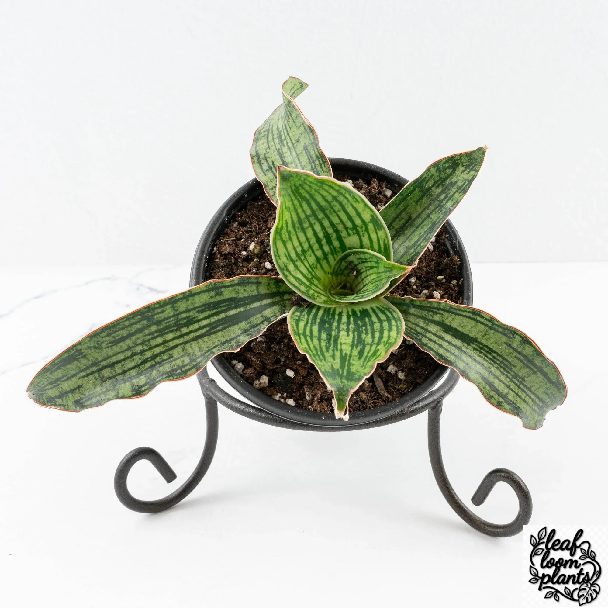Grower_sChoice-Cleopatra-2 Clean Sansevieria kirkii cv. ‘Cleopatra’ *Grower's Choice* - Image 1