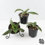 Sansevieria kirkii cv. ‘Cleopatra’ *Grower's Choice* - Image 2