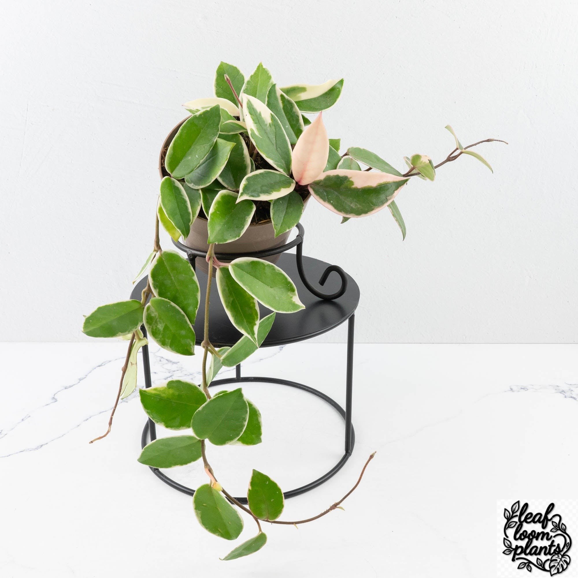 Grower_sChoice-HoyaFlamingoDream-2_fe59738e-68be-4fb0-90f9-0ef33fde8401-2.jpg Clean Hoya 'Flamingo Dream' - Image 1