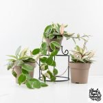 Hoya 'Flamingo Dream' - Image 2