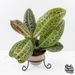 Labisia sp. 'Turtle Back'